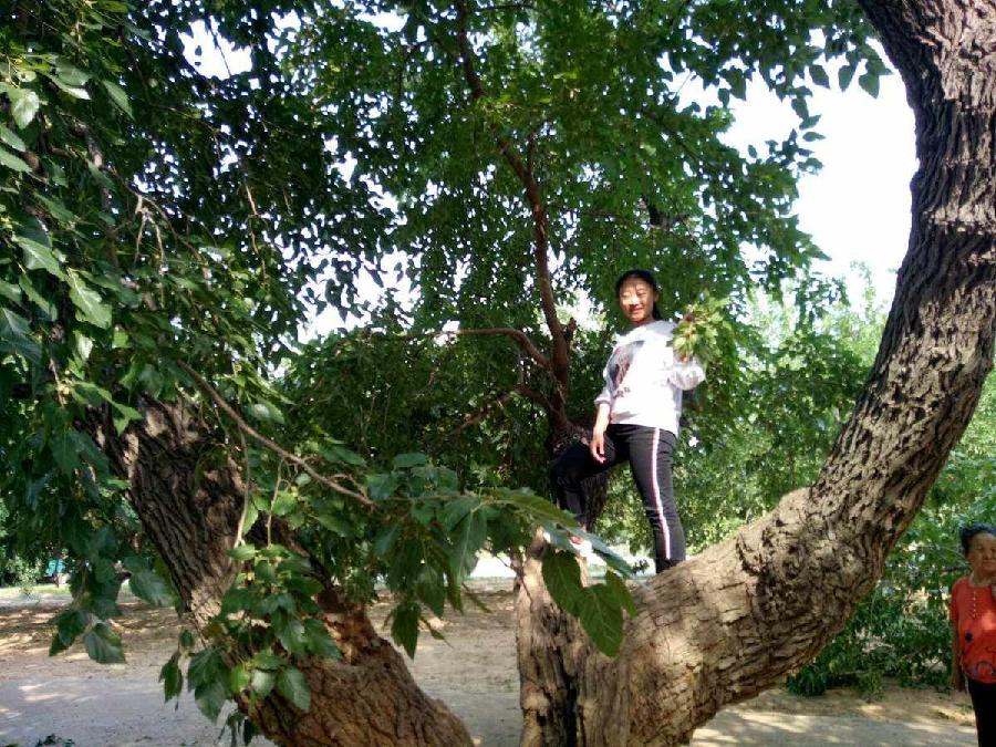 【 小荷尖尖1（赏评）】摘桑葚 清怡小学2年级16班 孙诺茜（图4）