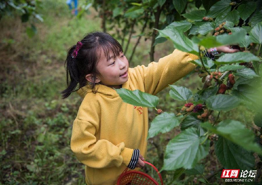 【 小荷尖尖1（赏评）】摘桑葚 清怡小学2年级16班 孙诺茜（图6）