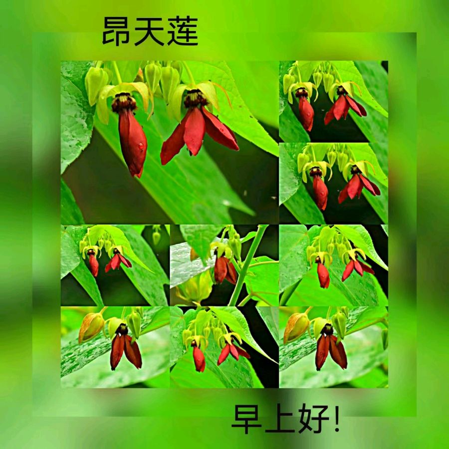 联机全球发布马洪武作品欣赏（图34）