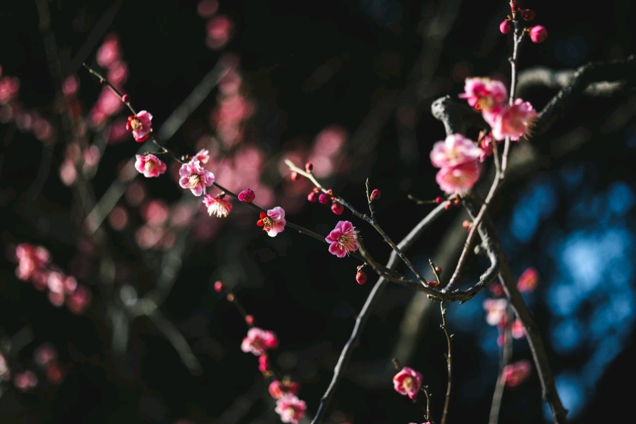 国风新疆社‖榴花火处枝头绚,布谷声中夏令新—北京头条(图18)