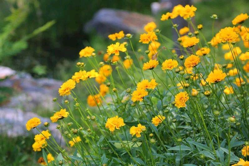 国风新疆社‖榴花火处枝头绚,布谷声中夏令新—北京头条(图47)