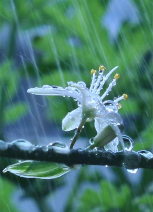 【新山东文学社】《夏之风雨云》作者/书乐 主播/菊心拾雨（图4）