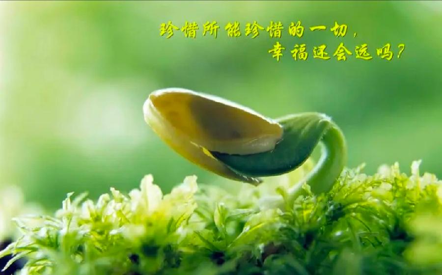 金子朗诵《金句》专集之二十；收集：金华(李敬党)；编辑：开心快乐【运河之春】(第164期)（图11）