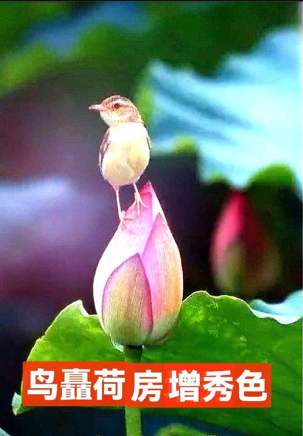 《许峰诗歌研究院》同题诗《荷花》专刊（图4）