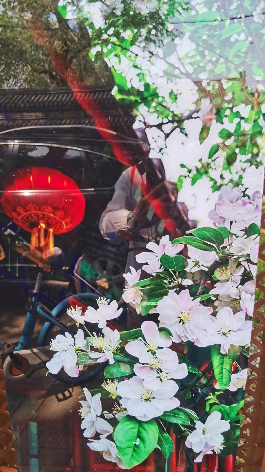 【逛北京.游京郊】(之一百二十三)千年古刹~法源寺游记(3)作者|天宫玉兔|海外头条(图9)