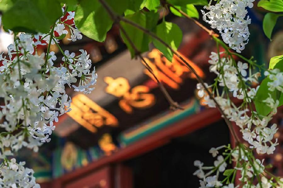 【逛北京.游京郊】(之一百二十三)千年古刹~法源寺游记(3)作者|天宫玉兔|海外头条(图16)