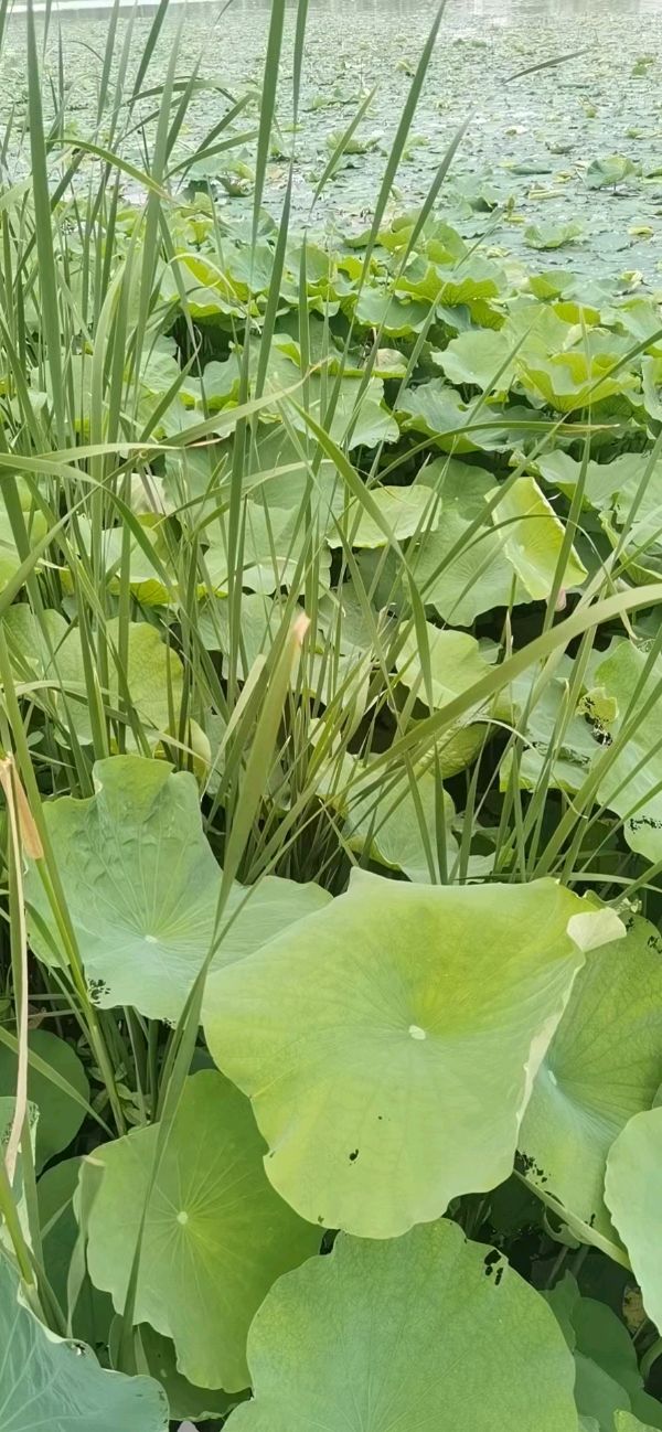 作者：杨传熙（三阳春润）《六一节致在岗在职的亲朋》10183期~新京都文艺（图3）