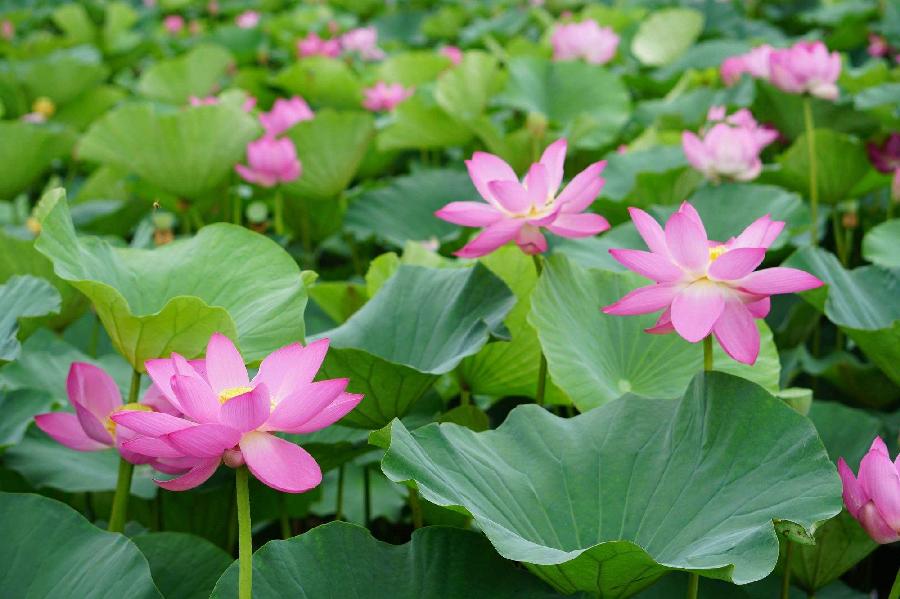【六一美诗赏析】儿童节礼物（外一首）文／千仞无枝（重庆）（图4）