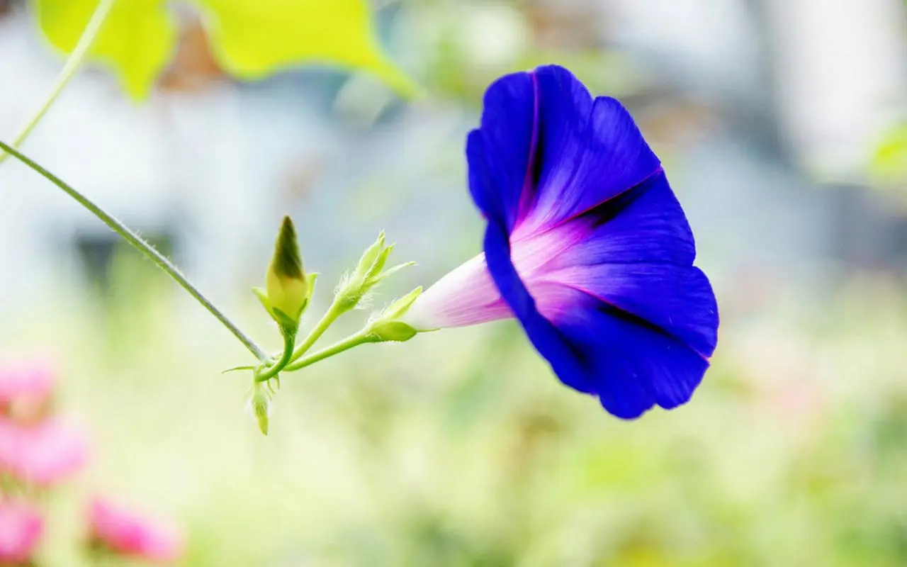 牵牛花（咏花系列之二）‖巴彦诗词楹联协会【706】（图4）
