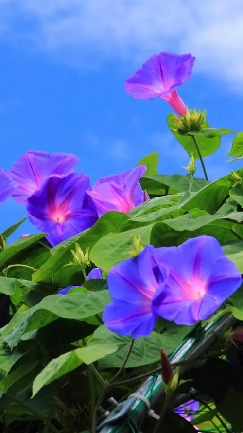 牵牛花（咏花系列之二）‖巴彦诗词楹联协会【706】（图8）