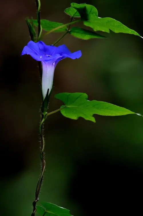 牵牛花（咏花系列之二）‖巴彦诗词楹联协会【706】（图9）