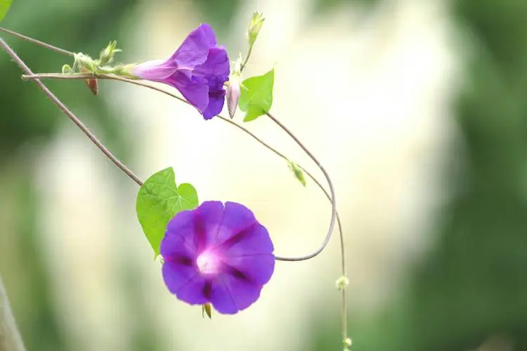 牵牛花（咏花系列之二）‖巴彦诗词楹联协会【706】（图12）
