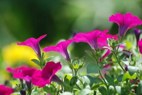牵牛花（咏花系列之二）‖巴彦诗词楹联协会【706】（图16）