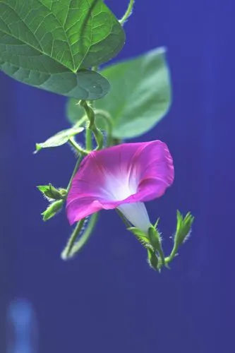 牵牛花（咏花系列之二）‖巴彦诗词楹联协会【706】（图21）