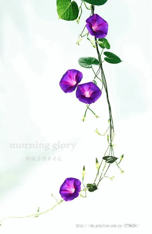 牵牛花（咏花系列之二）‖巴彦诗词楹联协会【706】（图32）