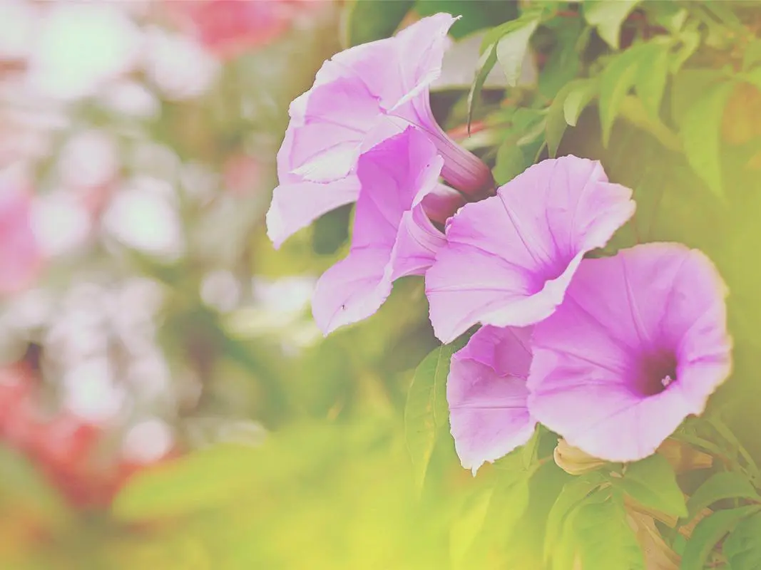 牵牛花（咏花系列之二）‖巴彦诗词楹联协会【706】（图35）