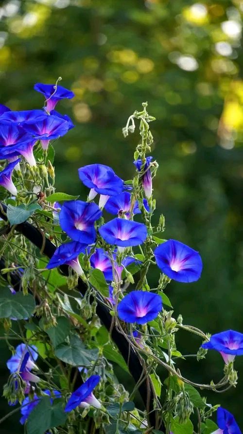 牵牛花（咏花系列之二）‖巴彦诗词楹联协会【706】（图40）
