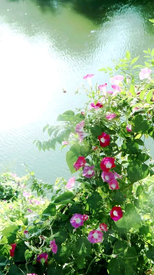 牵牛花（咏花系列之二）‖巴彦诗词楹联协会【706】（图41）