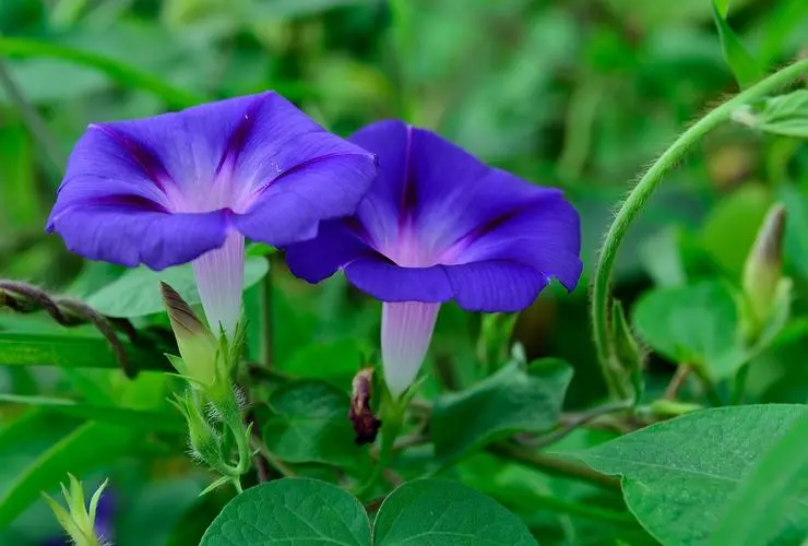 东方书剑的《七律·牵牛花开》