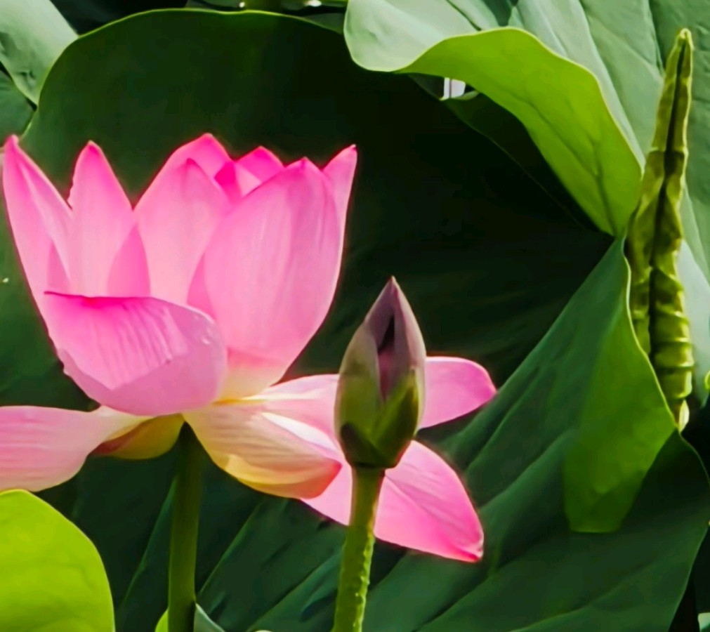 赤心开花（外一首）