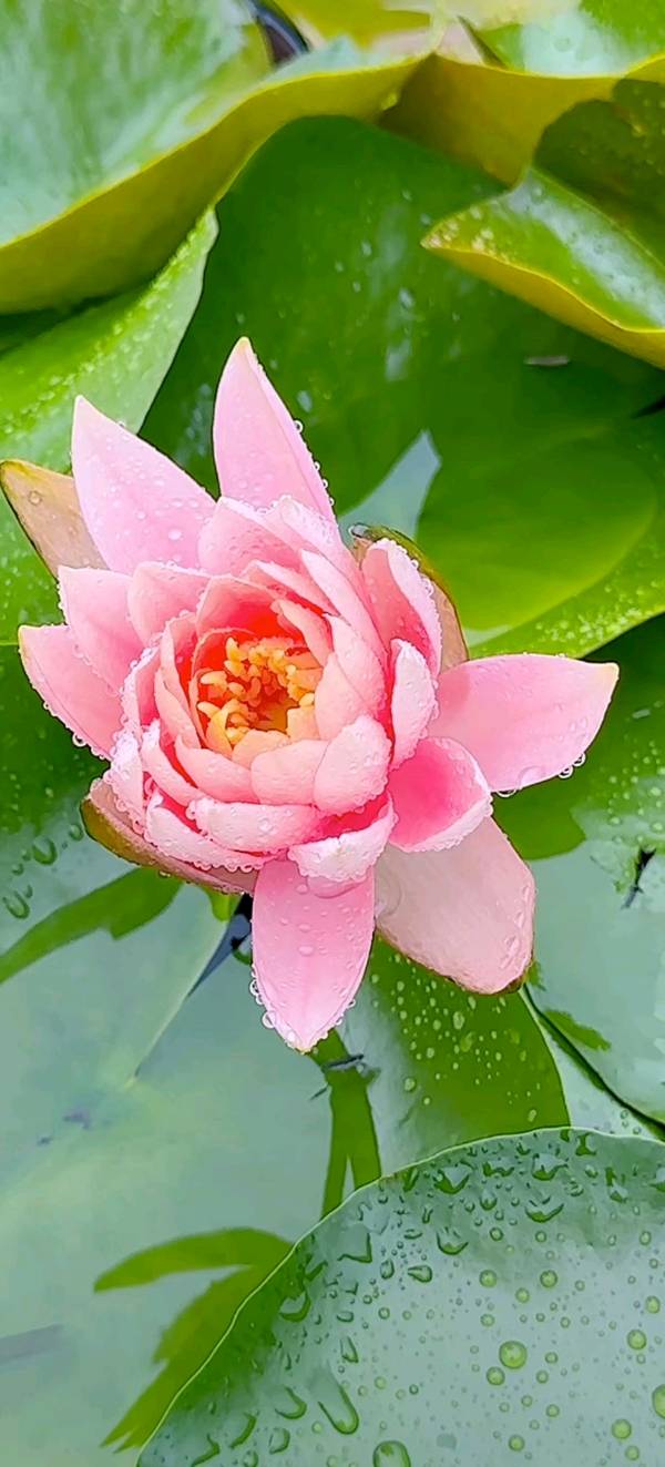 雷学刚：诗画童年（图2）