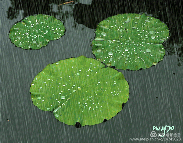 请欣赏《下雨的时候》作者 秋天的芦苇荡//主播 祥云//编辑 福音【中国长江文学社】有声文学平台[第8920期]（图3）