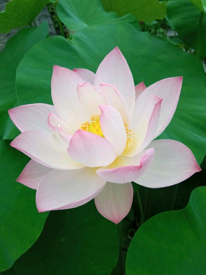 雷学刚：故乡情声