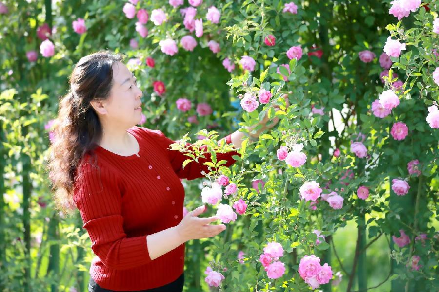 赠给六十九周岁的我～诗||王定～诵||蝴蝶兰（图18）