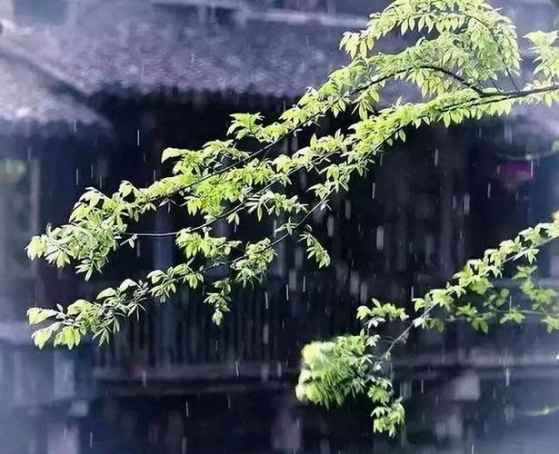 《山馆听雨》作者:蕉雨亭主【主播:悠闲】【桃源国际诗歌文化传媒】用声音传递温暖以诵读致敬人生♬（图10）