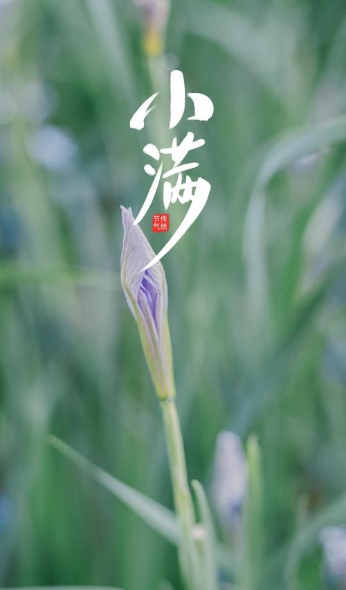 《小满》作者:风清【主播:丹桂】【桃源国际诗歌文化传媒】用声音传递温暖以诵读致敬人生♬（图7）