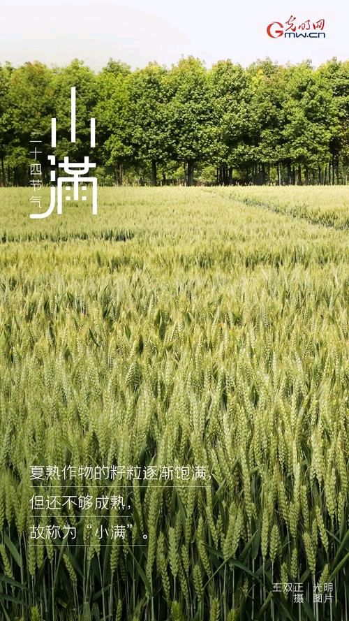 《小满》作者:风清【主播:丹桂】【桃源国际诗歌文化传媒】用声音传递温暖以诵读致敬人生♬（图8）