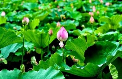 《在自己的季节绽放》