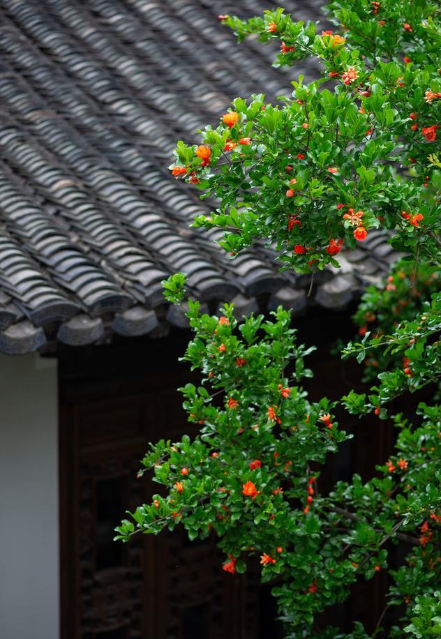 《想在榴花红》作者／晓犁 诵读／老菩提（图4）