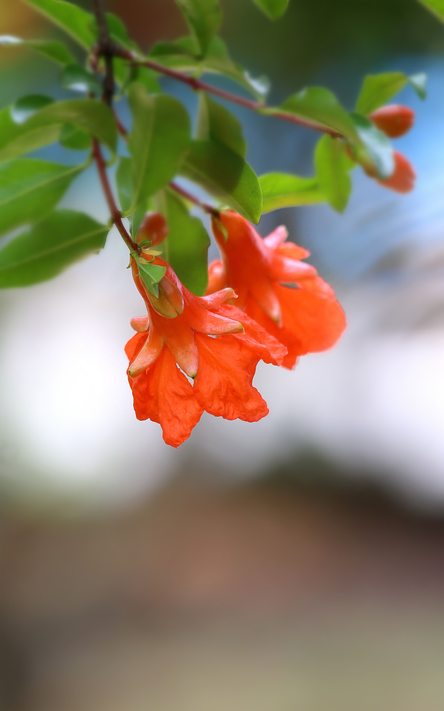 《想在榴花红》作者／晓犁 诵读／老菩提（图5）