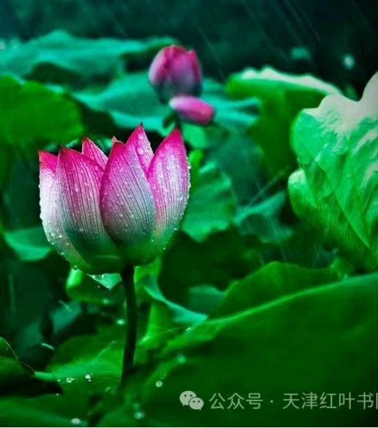 【诗生活】古韵飘香 138 期：每周题图（图7）
