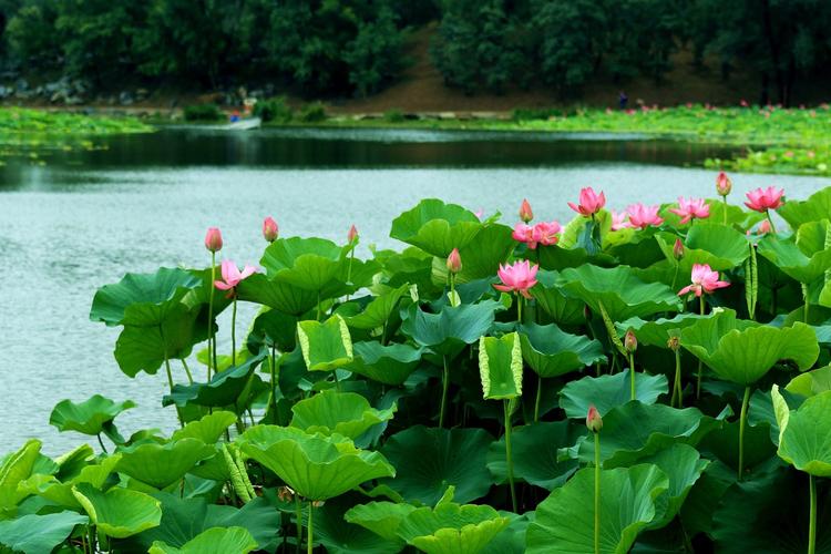 【美文赏评】乐居吟（外一首）文/孙斌（图3）