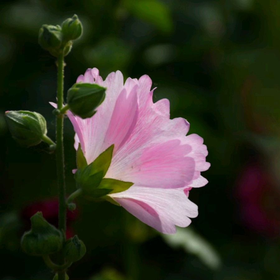 蜀葵花（图2）