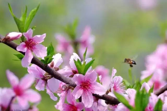 桃花艳文/雅斋（图3）