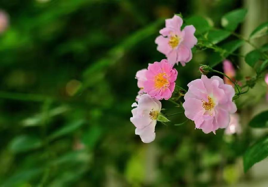 孙述考、王保江文二篇……莲叶之珠文学社(图3)
