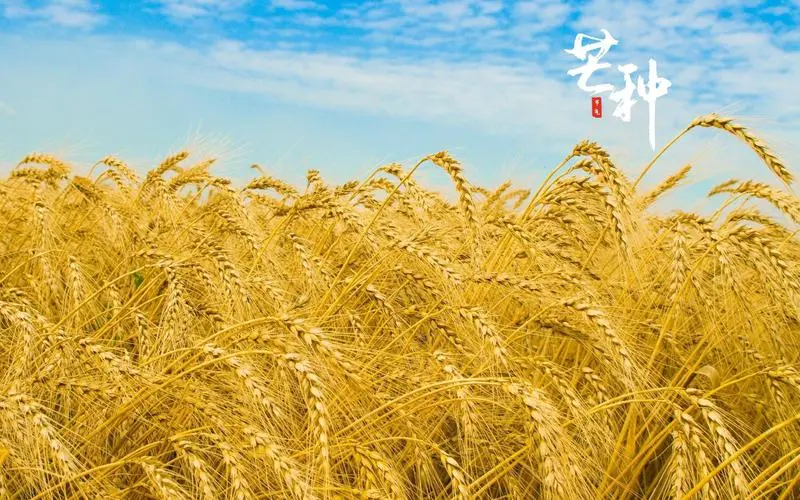 五律-芒种（组合）诗||于兴庆（图17）