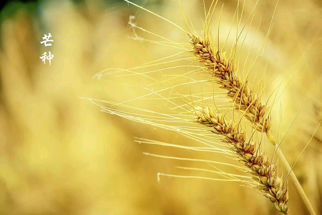 话说＂芒种＂七首 文／王铁忠（图5）