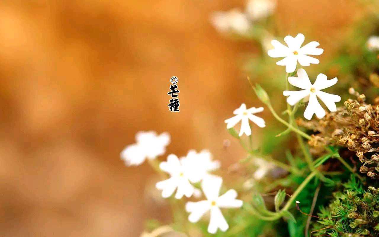 话说＂芒种＂七首 文／王铁忠（图7）