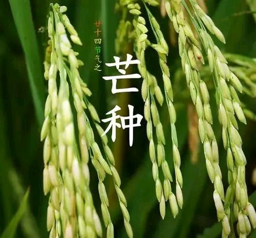 话说＂芒种＂七首 文／王铁忠（图8）