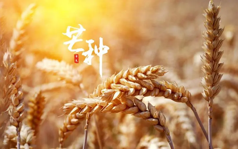 【滨州头条美文(芒种)专集(二)】芒种节临展画屏(图4)