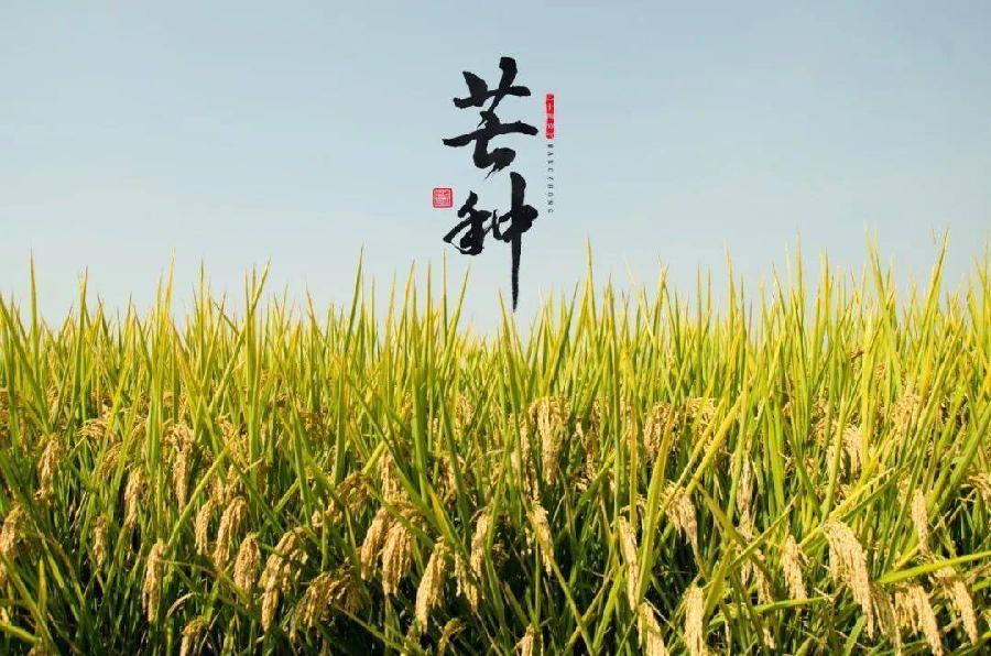 【滨州头条美文(芒种)专集(二)】芒种节临展画屏(图13)