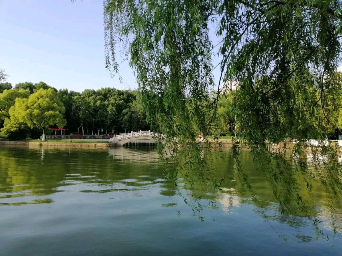 请欣赏四位金牌主播倾情朗诵张金良老师的作品《荷塘姑娘》外四首 编辑//海纳百川【中国长江文学社】有声文学平台【第8979期】（图15）