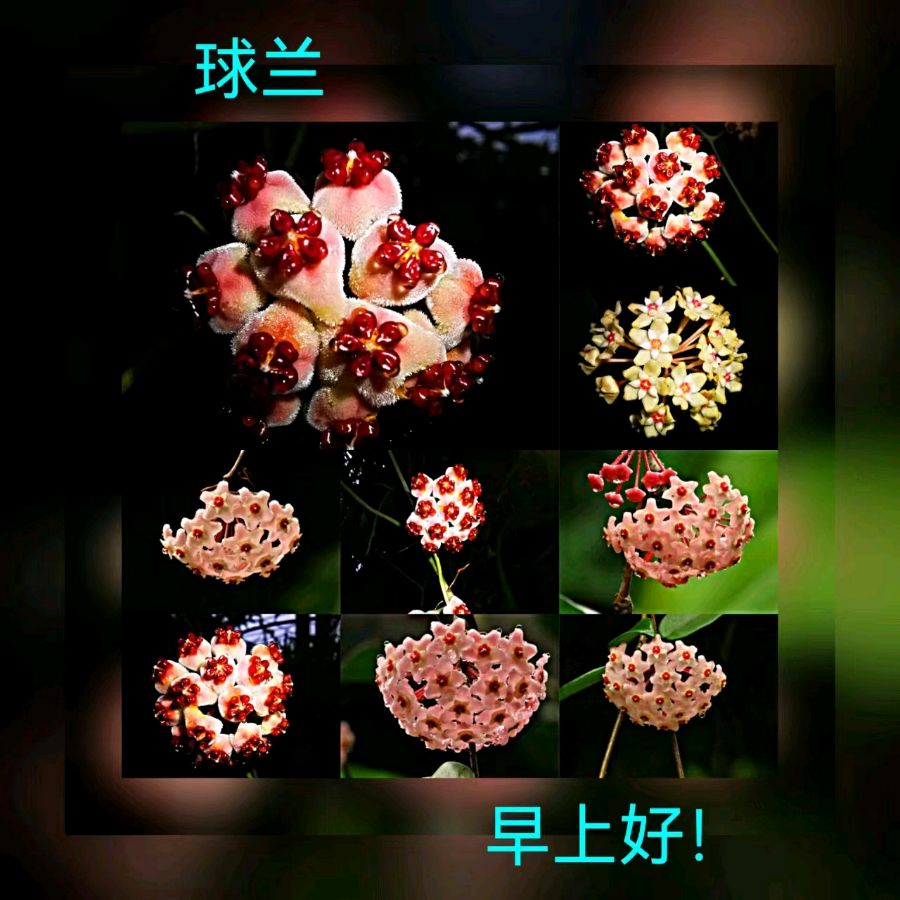 联机全球发布马洪武作品欣赏（图19）
