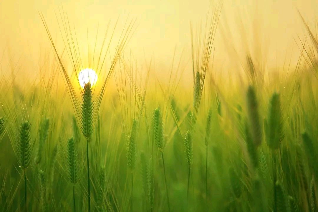 《粽香飘过西辽河》征文五篇