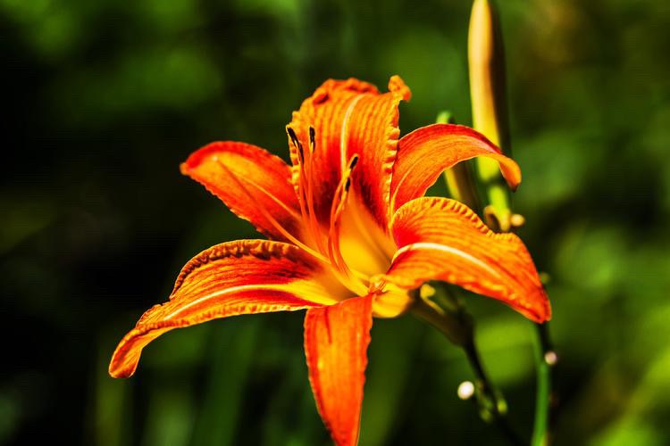 【新诗大观】萱草花开||文/秦志红