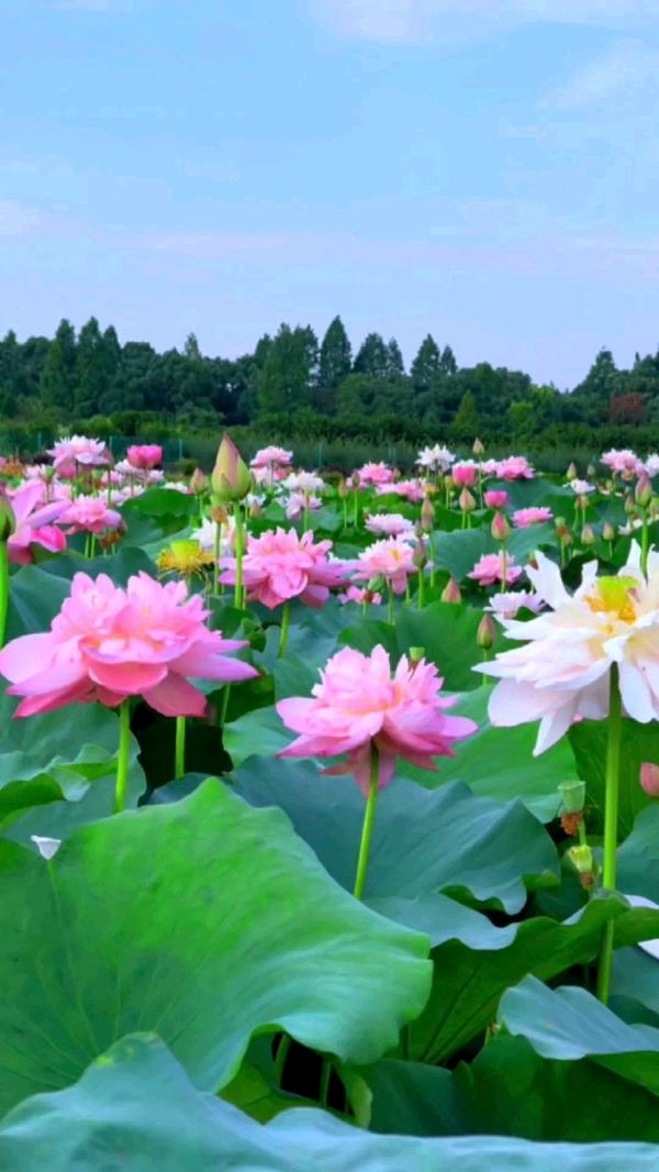 欣赏谢远钟老师七绝.探荷（图2）